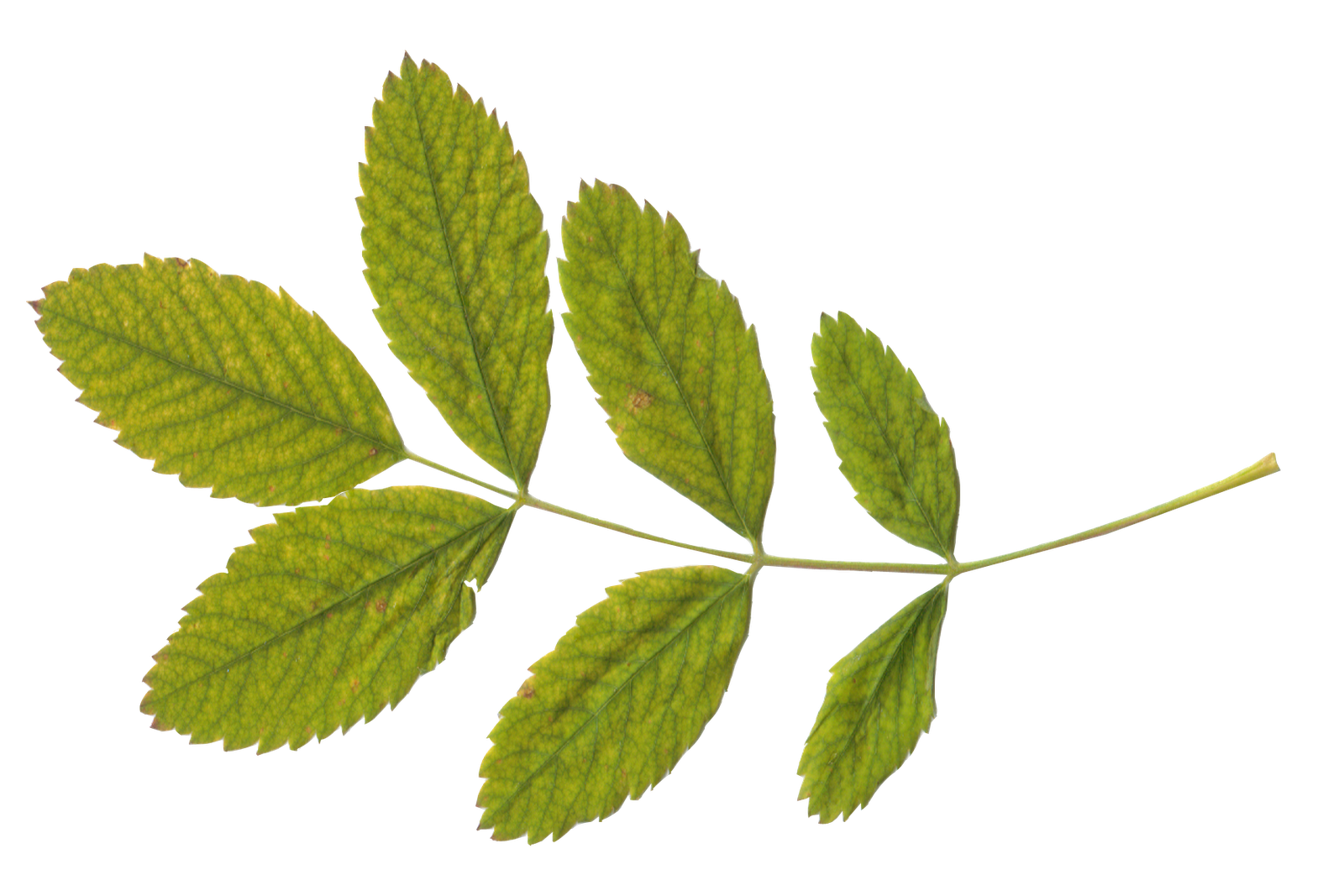 Green twenty two isolated. Leaves clipart elm leaf