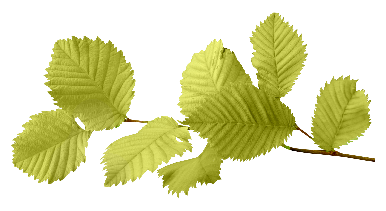 Green seventy isolated stock. Leaves clipart elm leaf