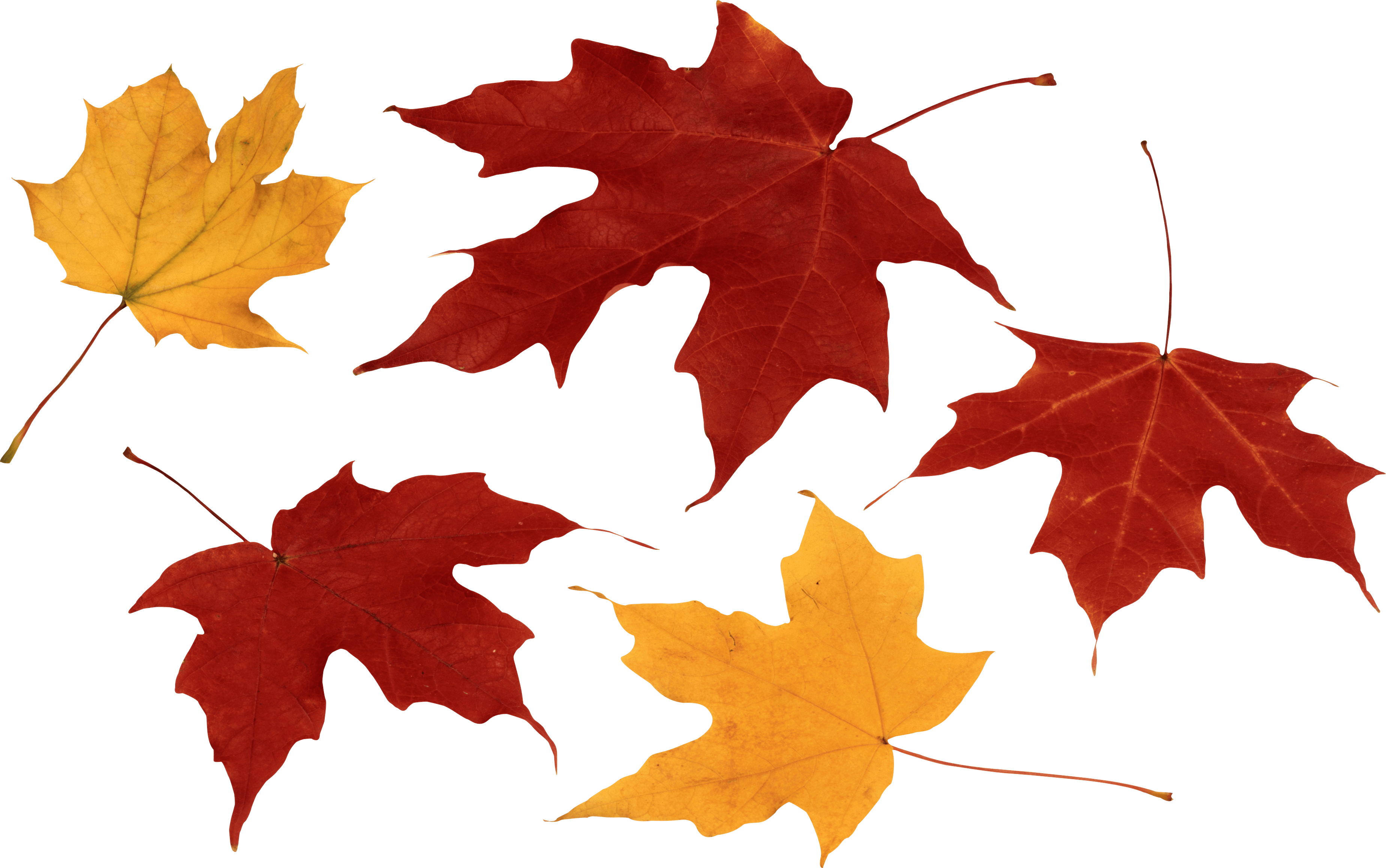 leaves clipart colorful leave