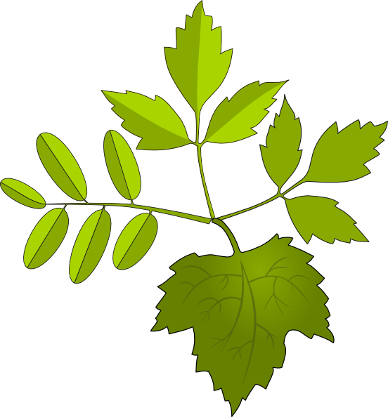 clipart leaves foliage