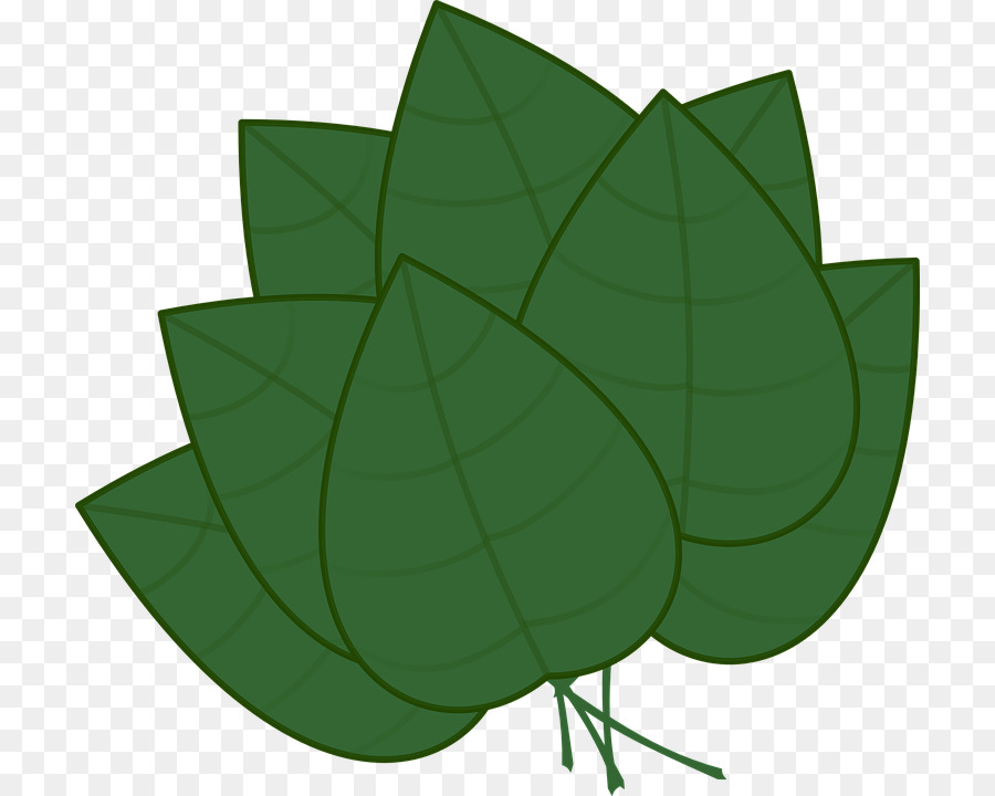 leaf clipart rainforest