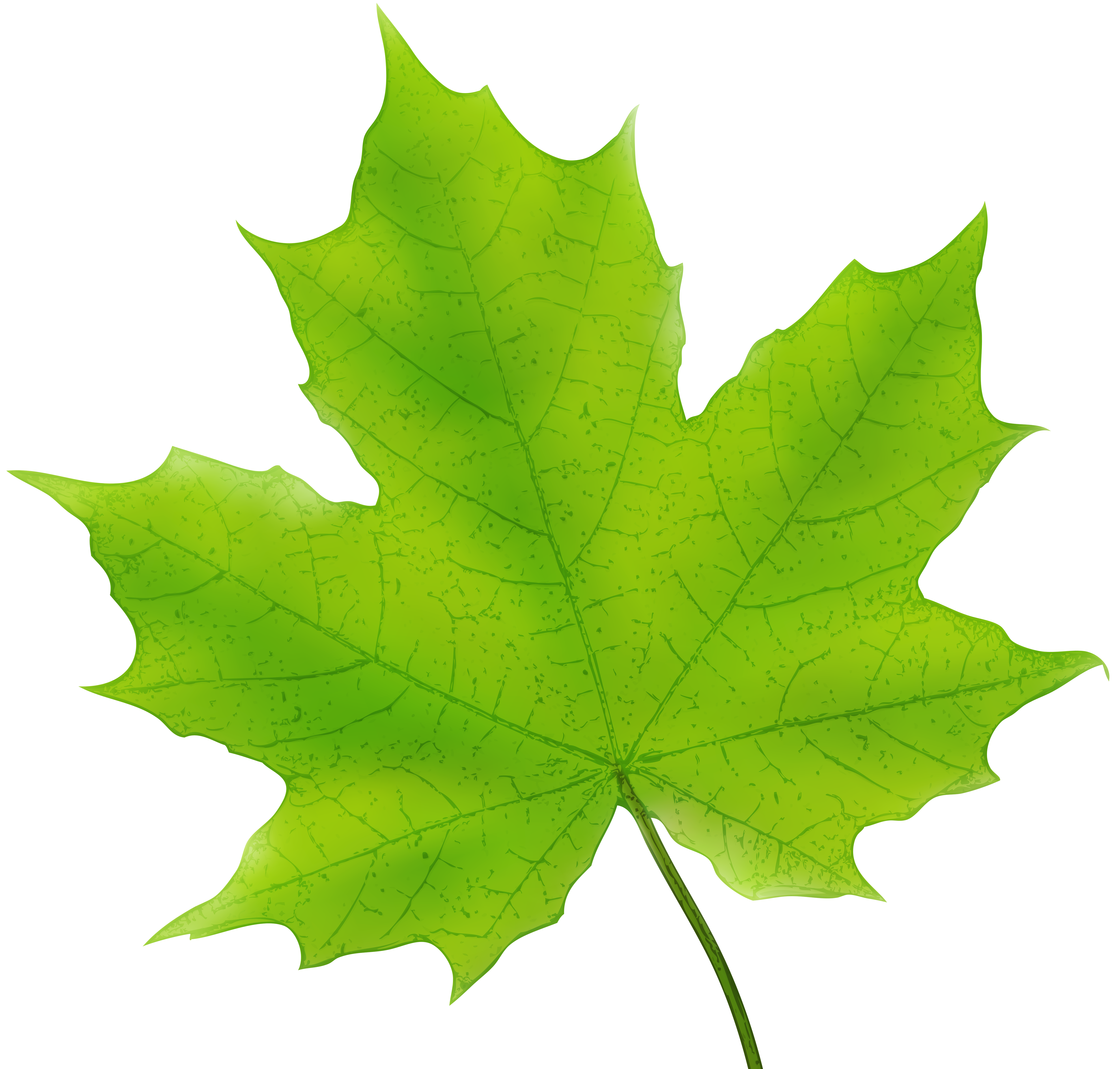 leaves clipart dark green