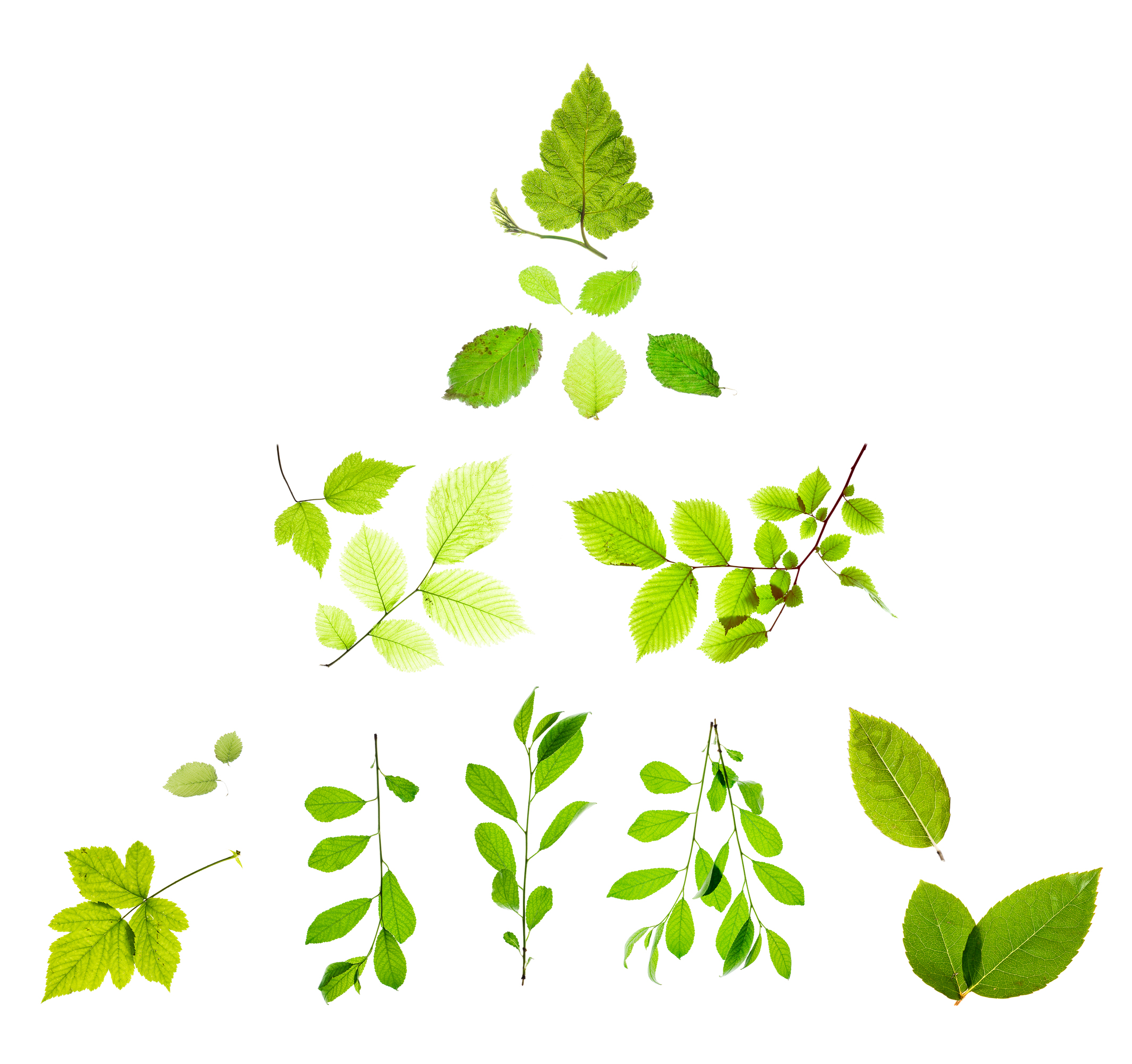leaves clipart green object