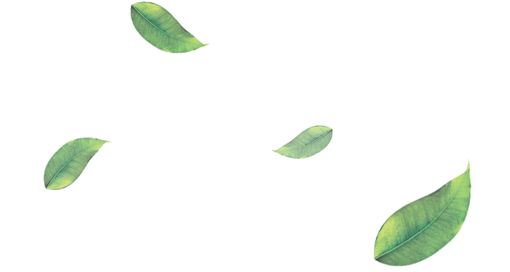 clipart leaves green tea leaf