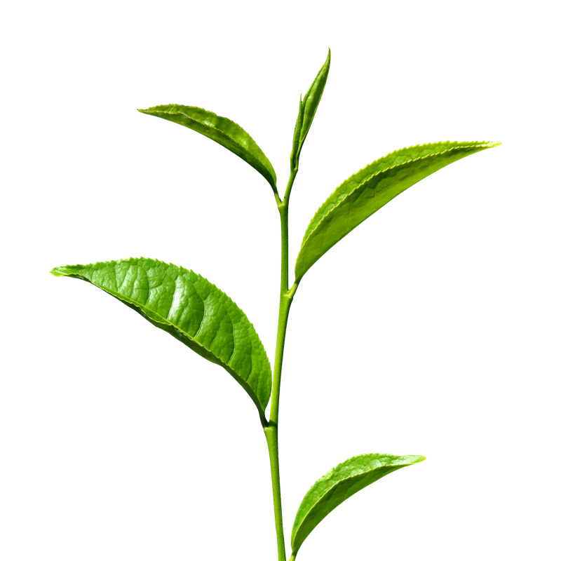 clipart leaves green tea leaf