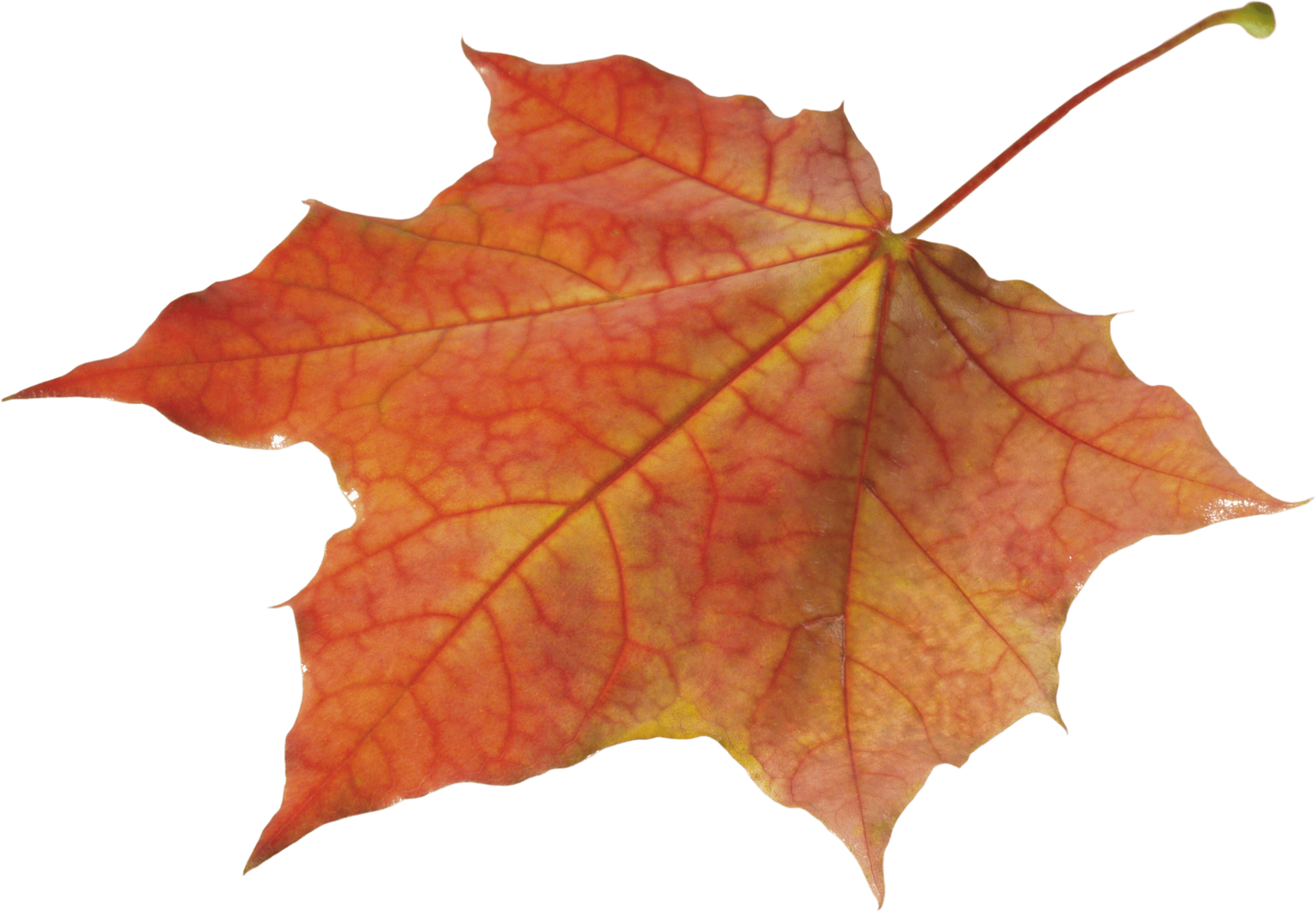 Autumn solo left transparent. Clipart leaves group leaves