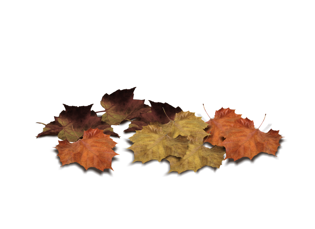 leaves clipart group leaves