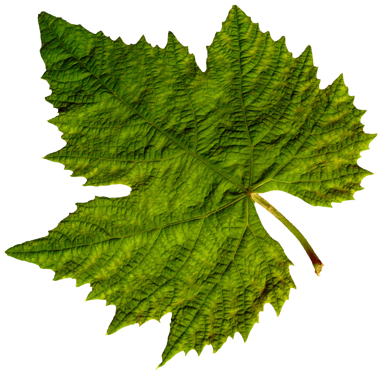 Clipart leaves group leaves. Autumn transparent png stickpng