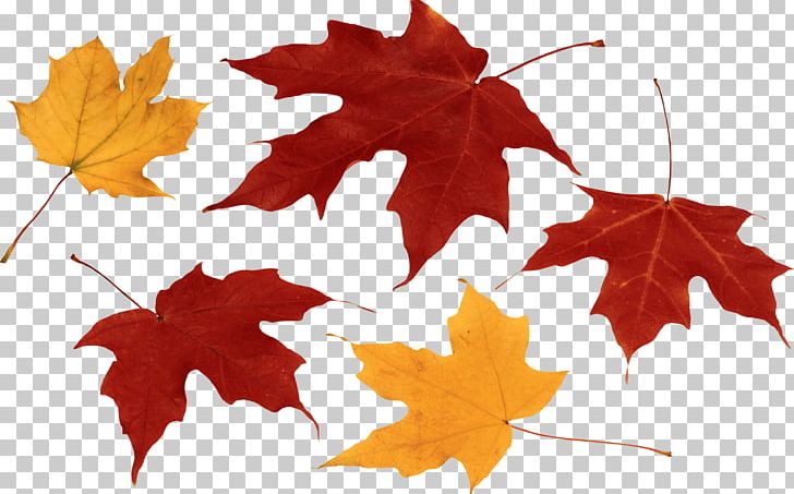 Clipart leaves group leaves. Autumn png nature free