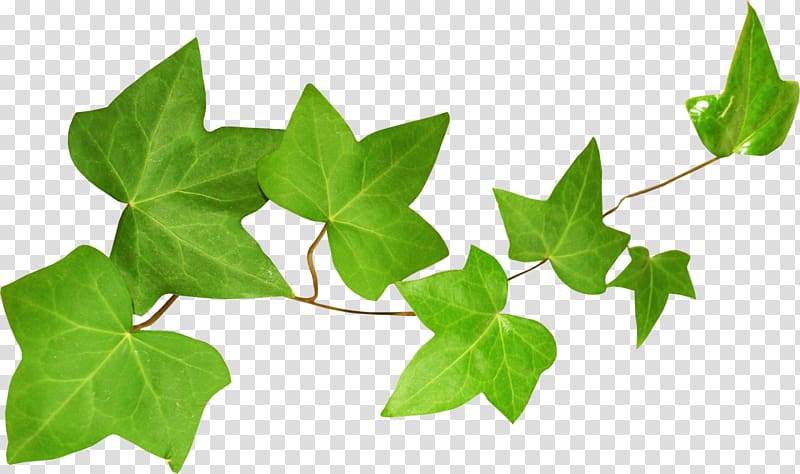 ivy clipart ivy leaves