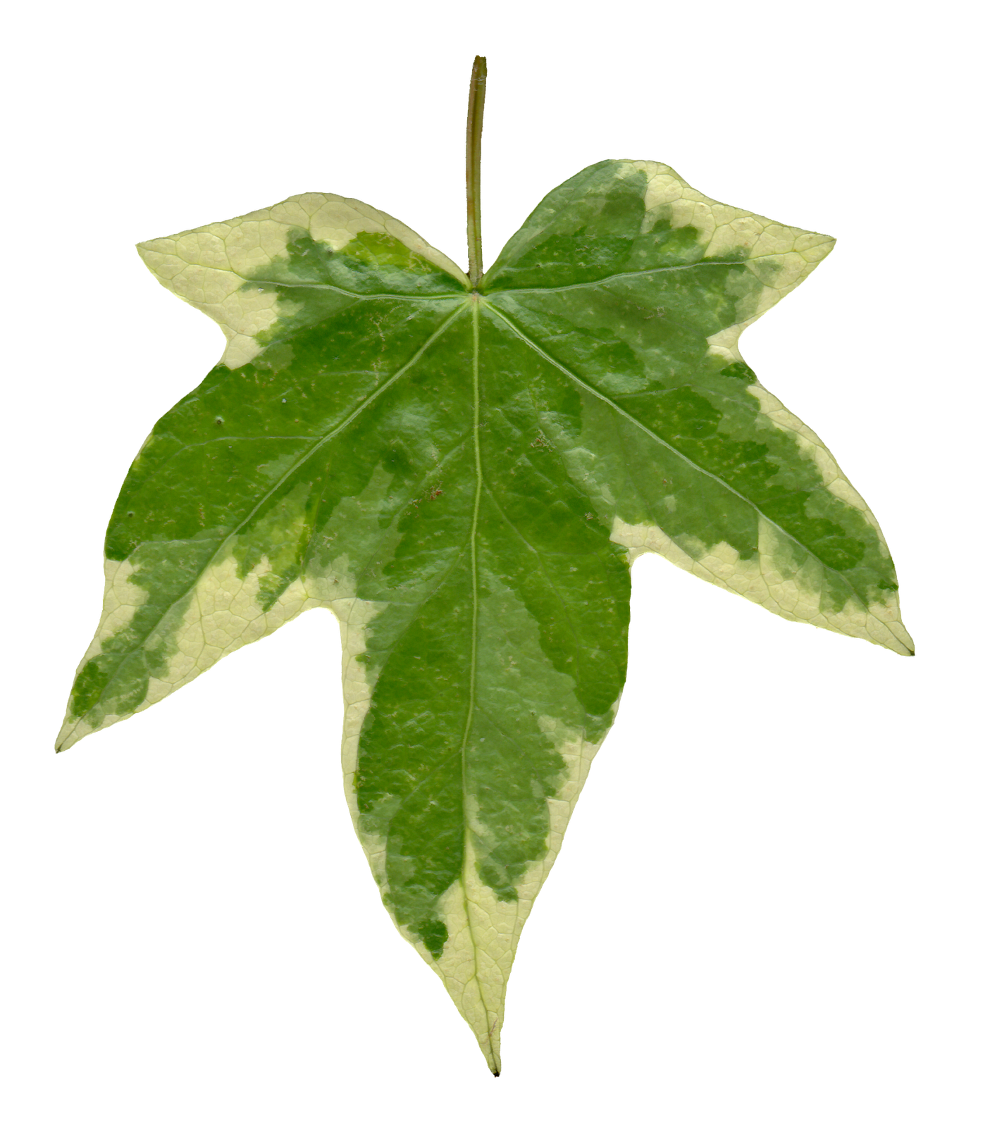 clipart leaves ivy leaf