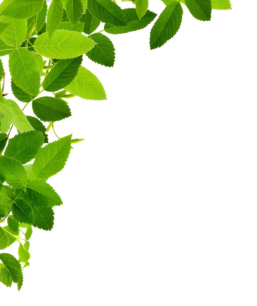 clipart leaves ivy leaf