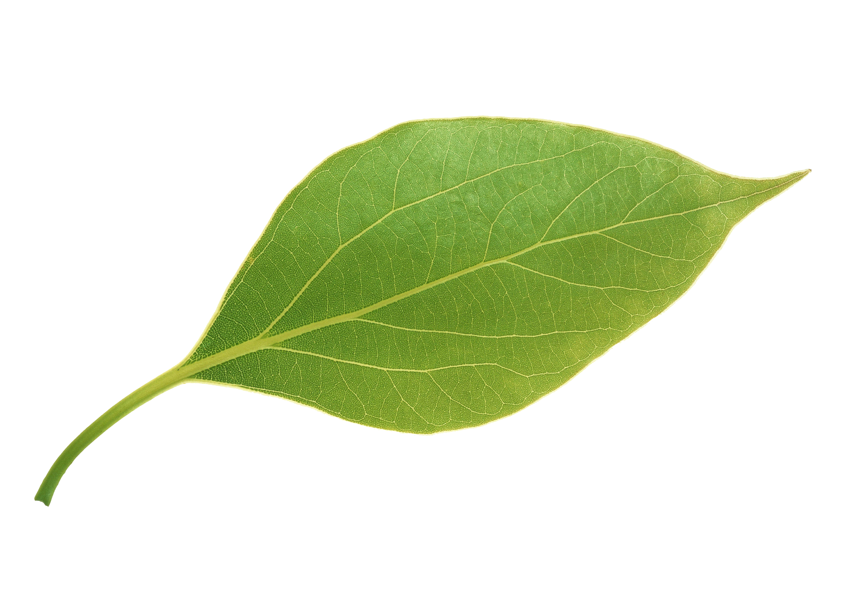 clipart leaves leaf apple