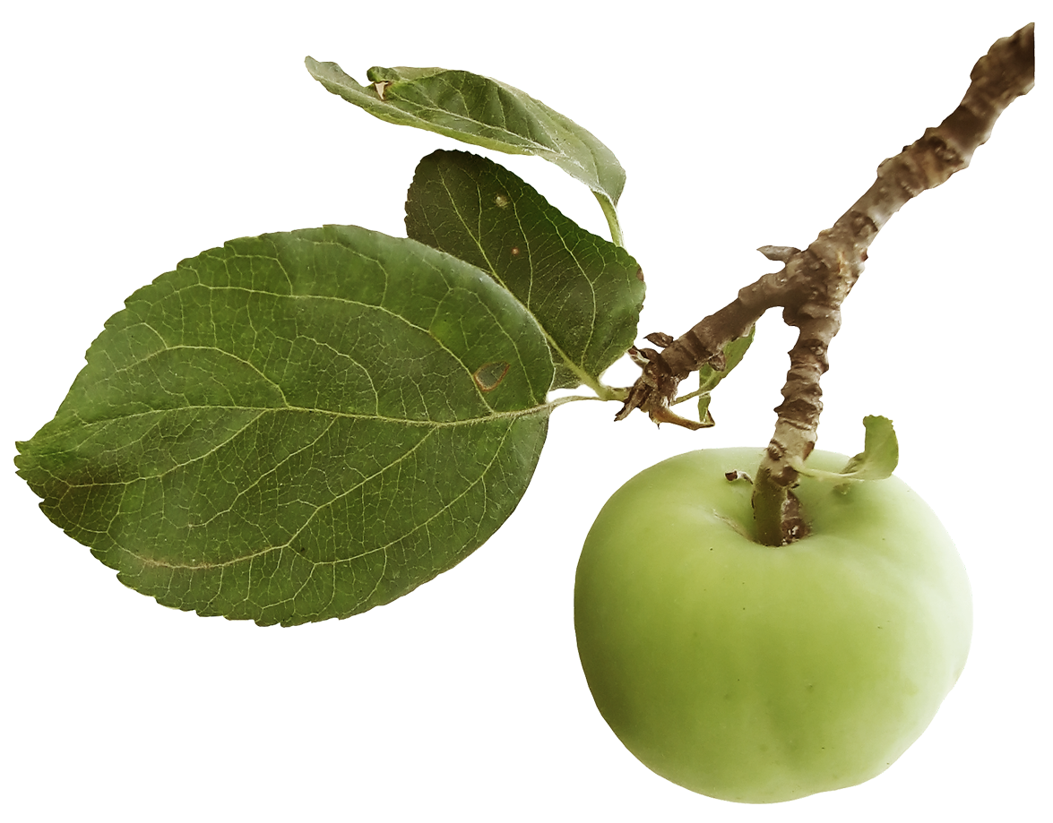 clipart leaves leaf apple