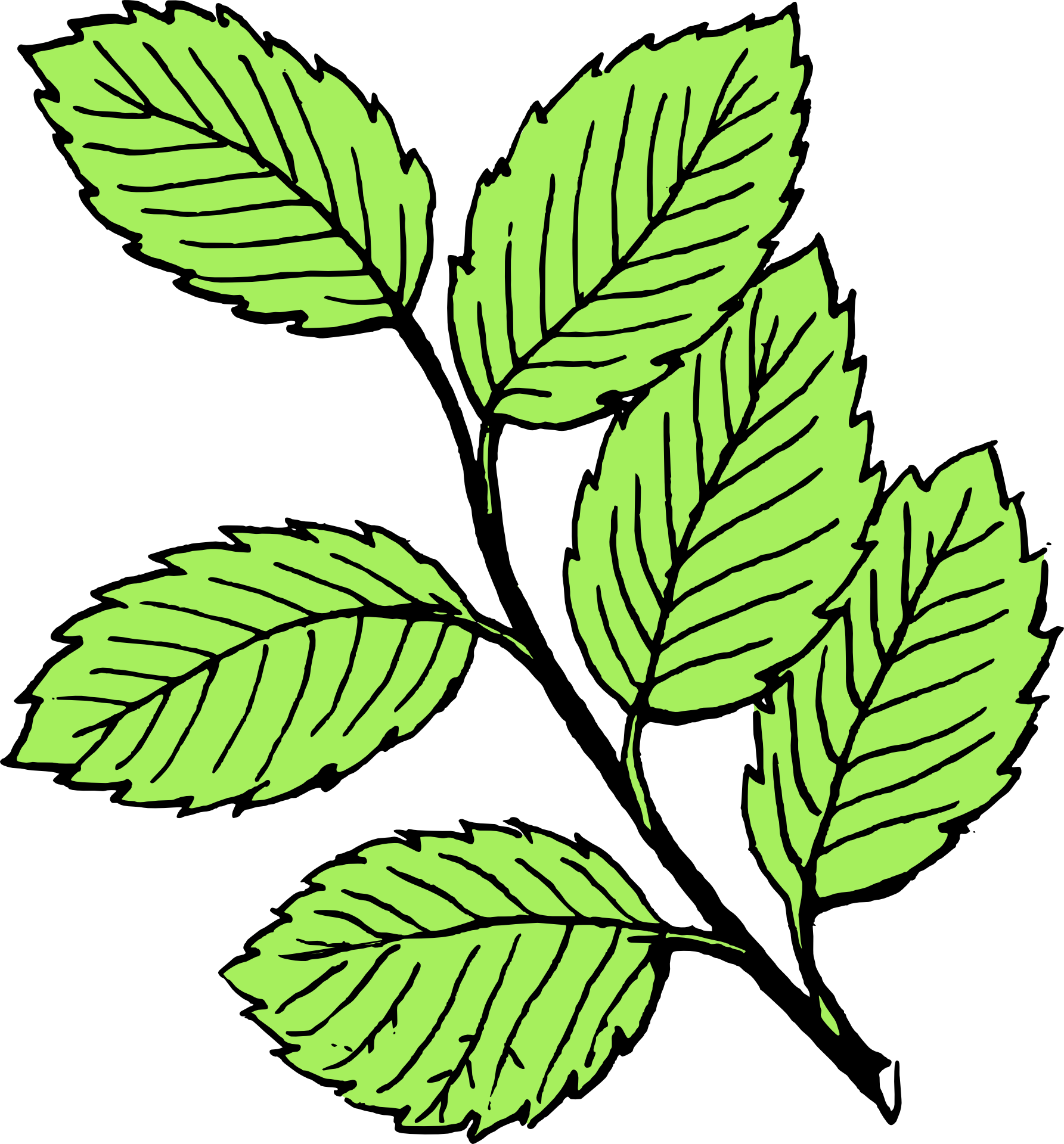 leaves clipart leaf drawing
