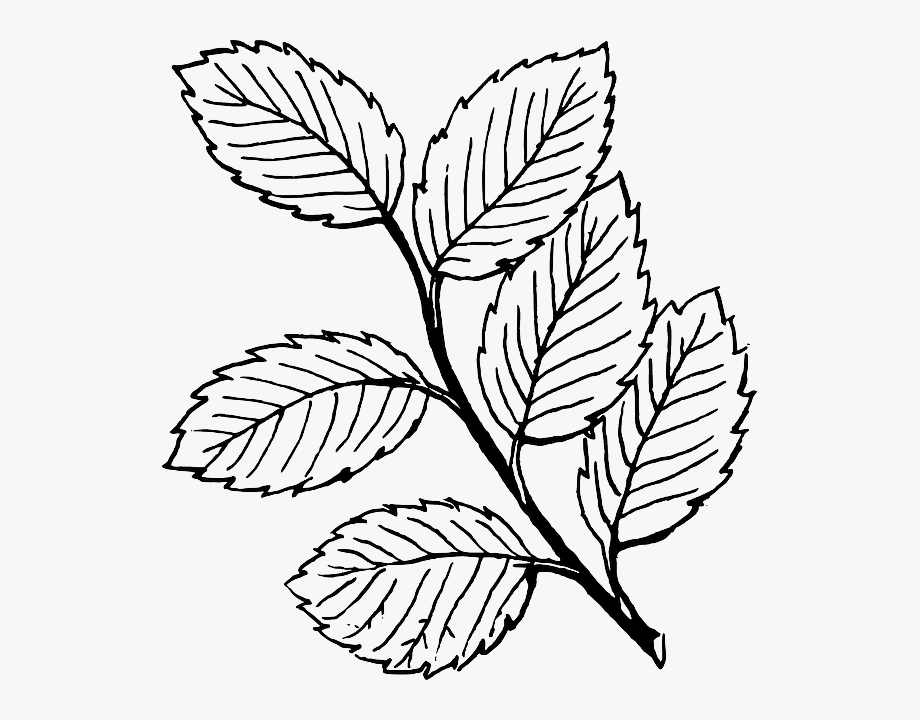 clipart leaves leaf drawing