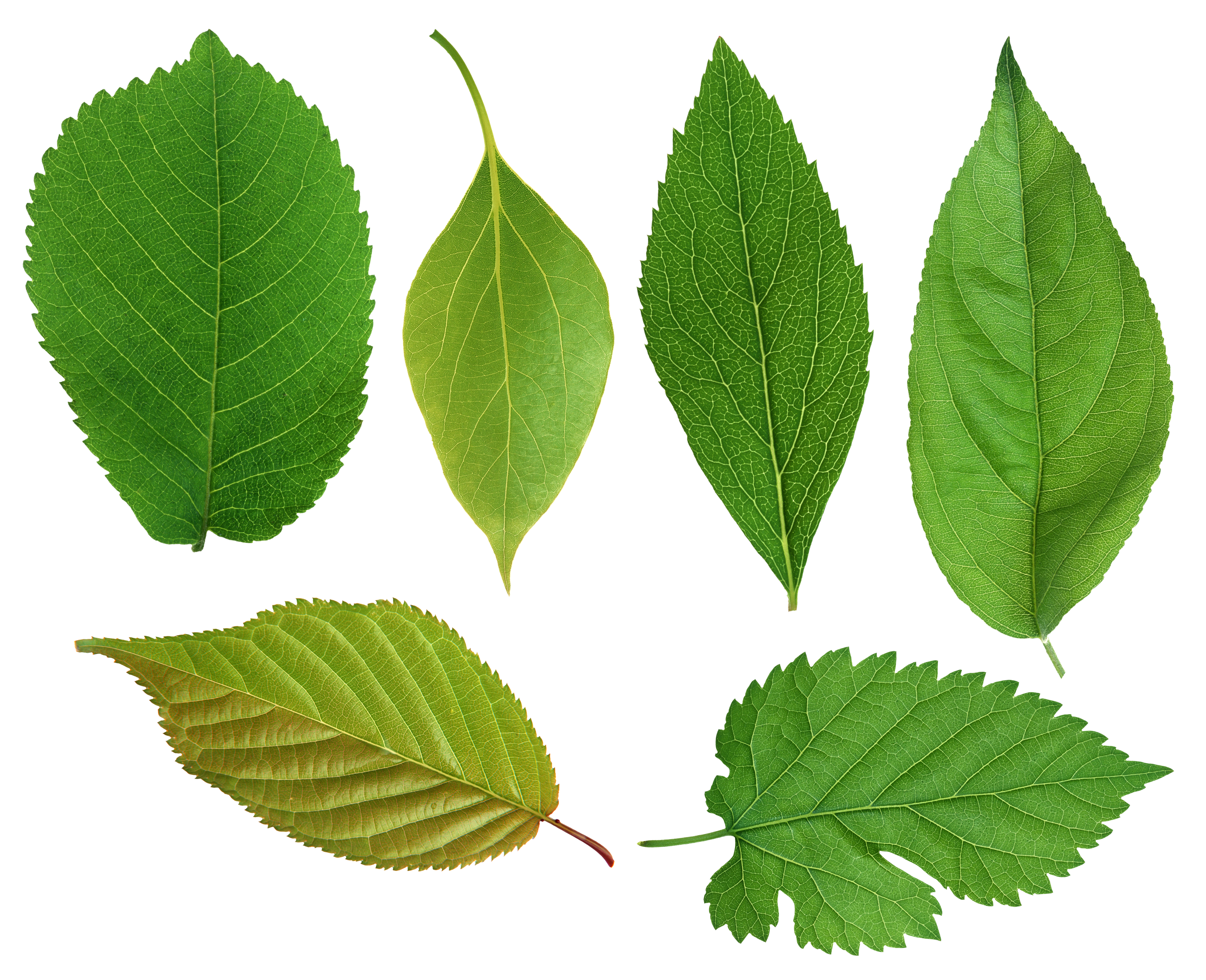 clipart leaves leaf vein