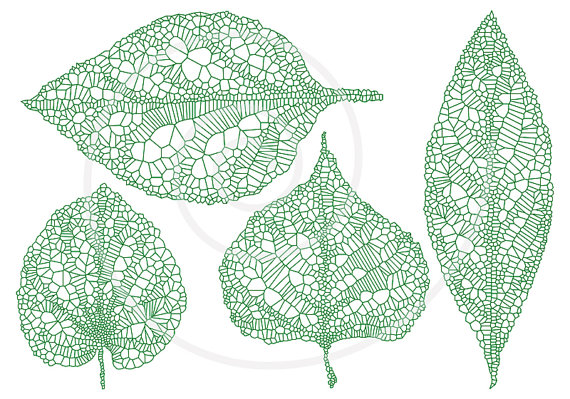 leaves clipart leaf vein