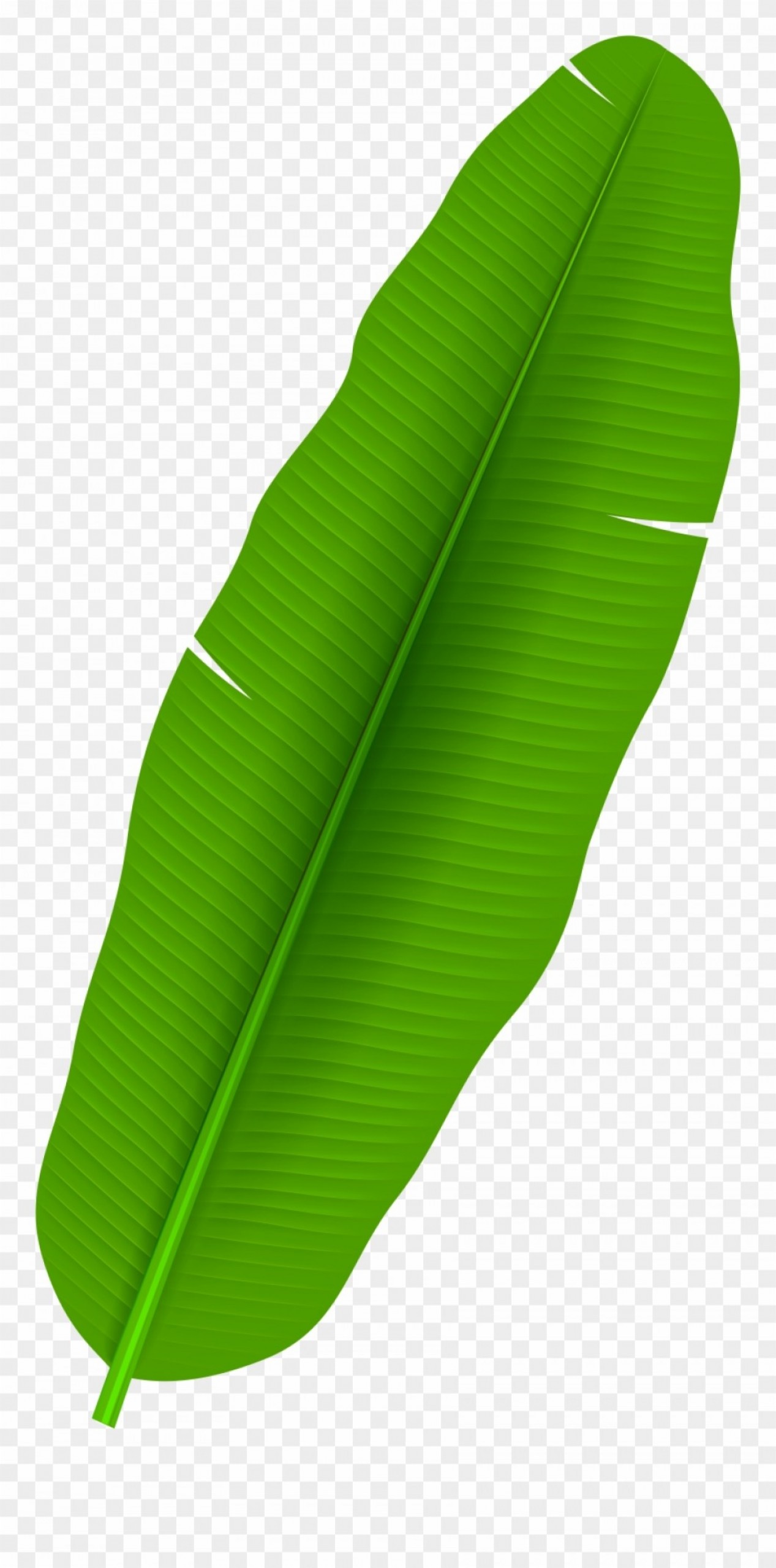 clipart leaves leafe