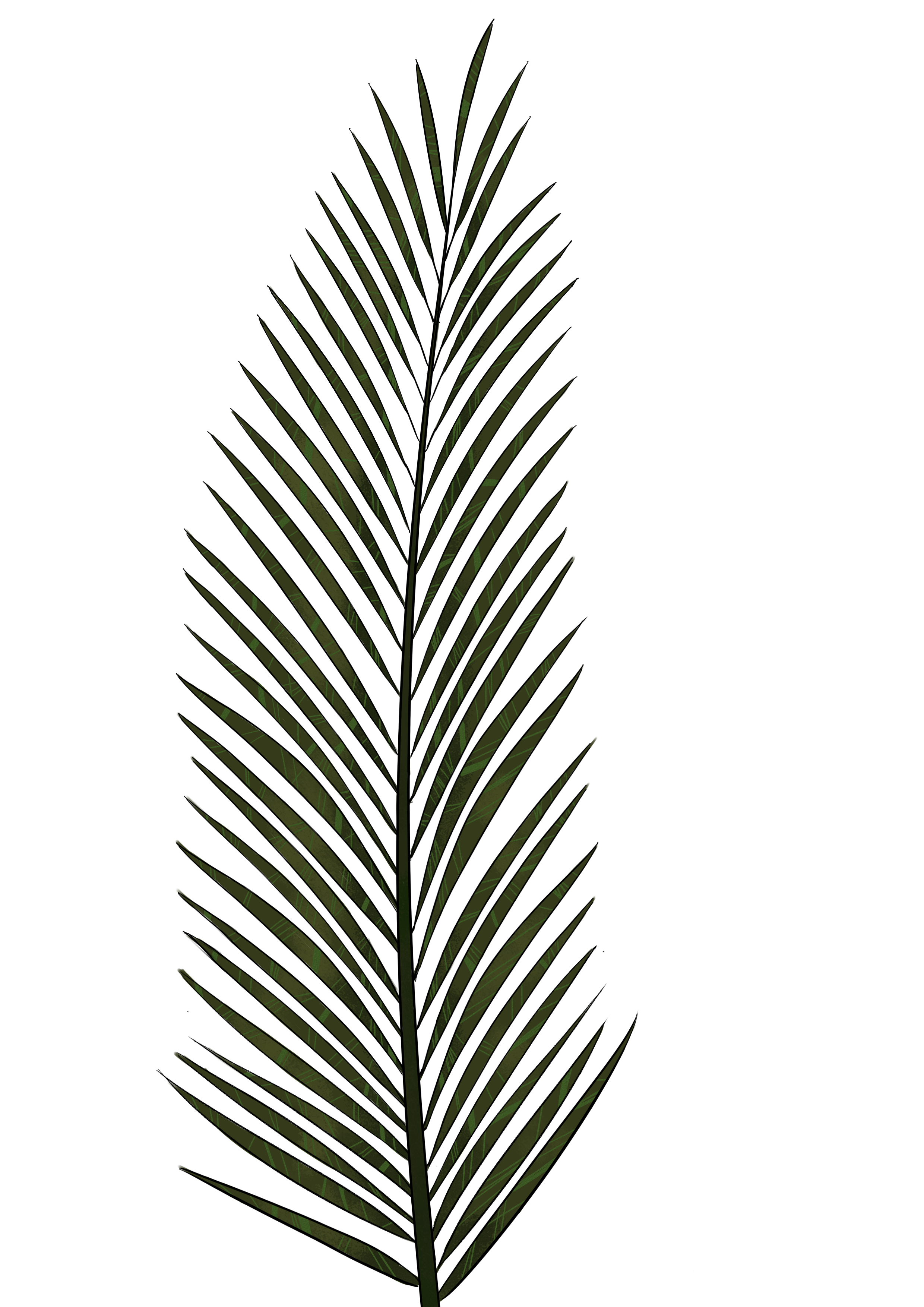 leaves clipart palm leaves