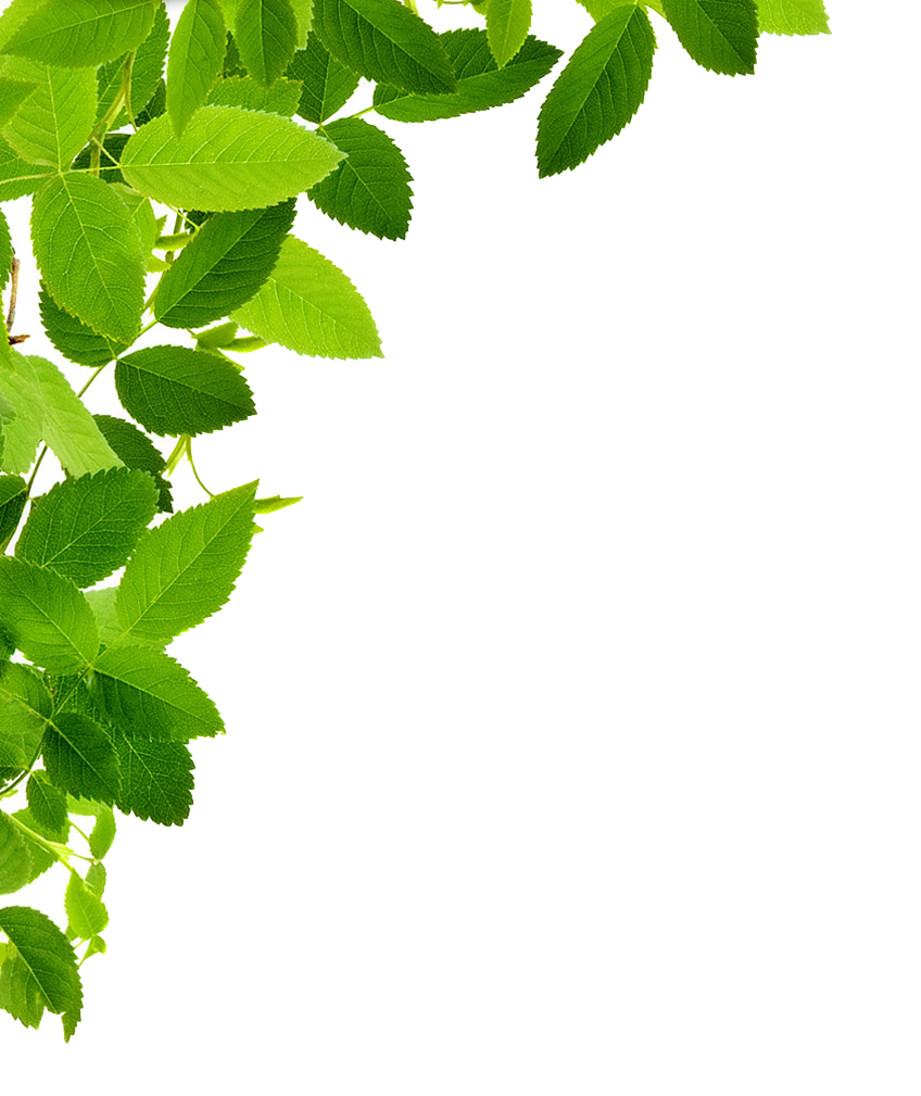 corner clipart greenery