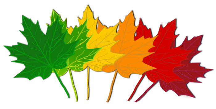 leaves clipart colorful leave