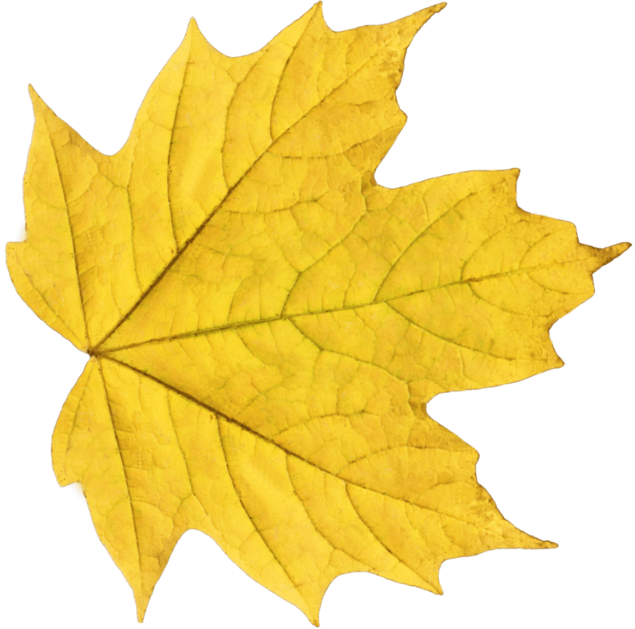 leaves clipart maple leaf