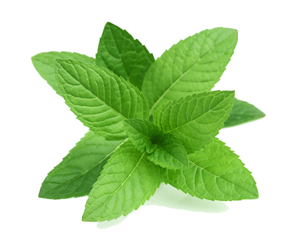clipart leaves mint