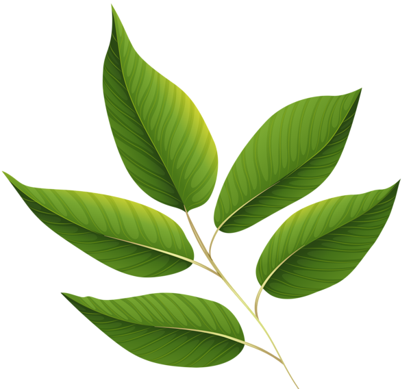 clipart leaves mint