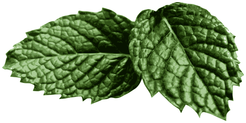 clipart leaves mint