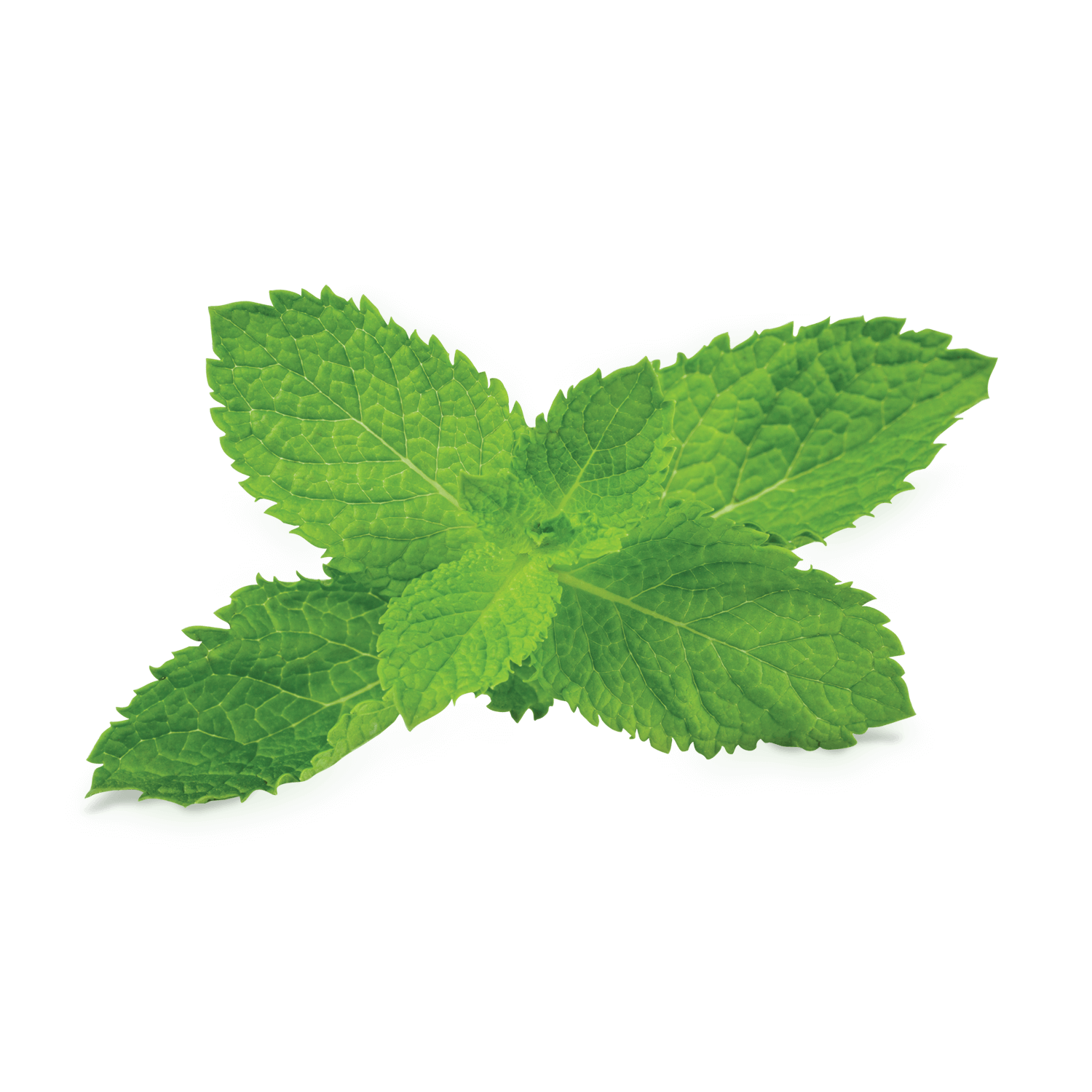 leaves clipart mint