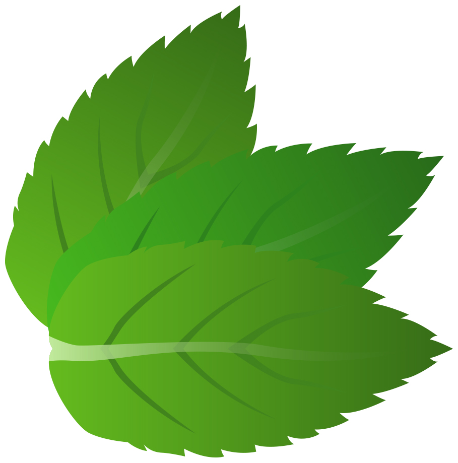 leaves clipart mint
