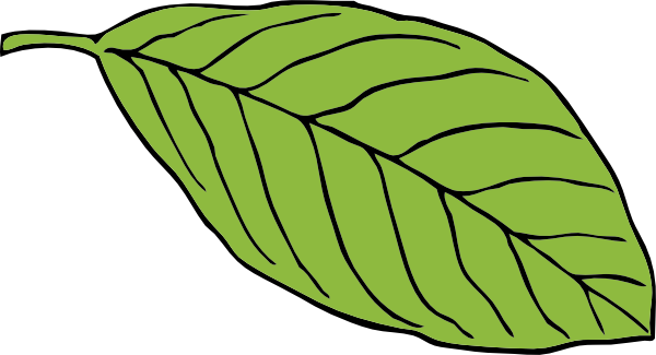 clipart leaves oval leaf