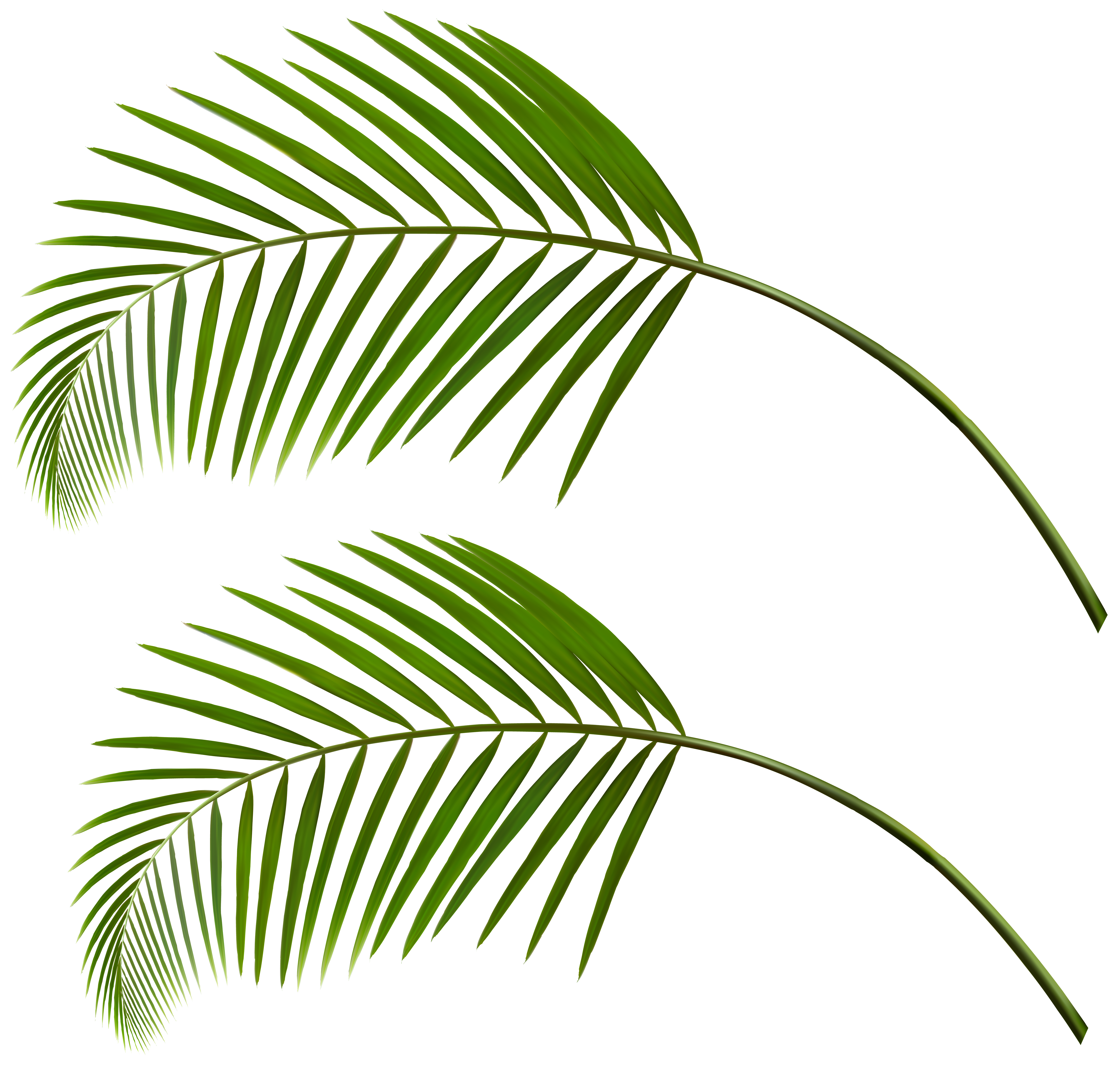 palm clipart green branch