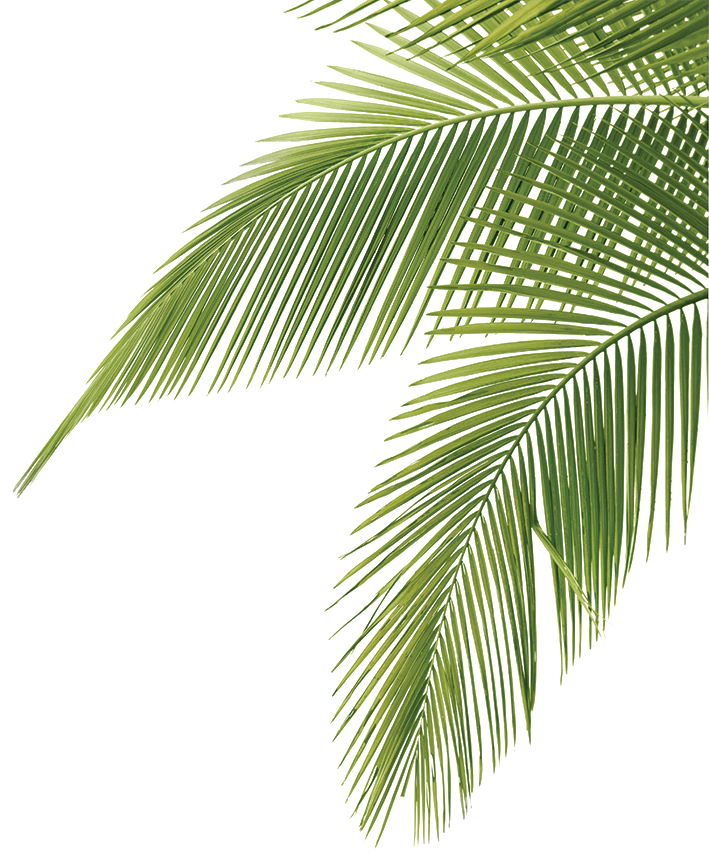 retro clipart palm tree