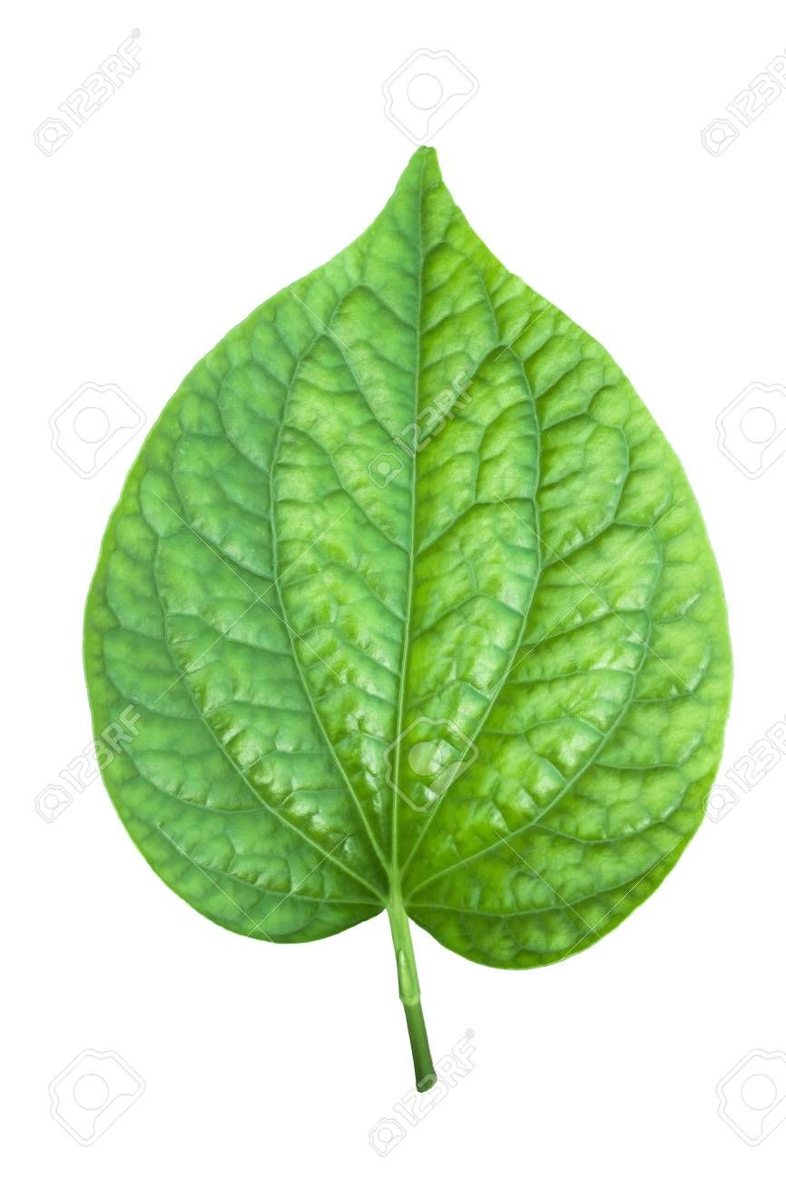 Stock photo radha krishna. Leaves clipart pan leaves