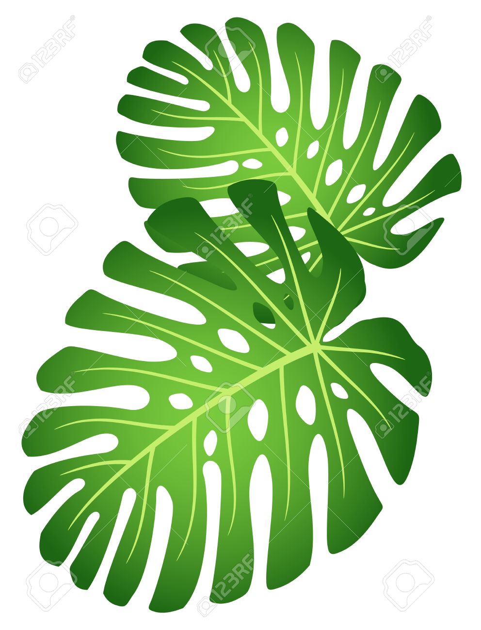 clipart leaves rainforest
