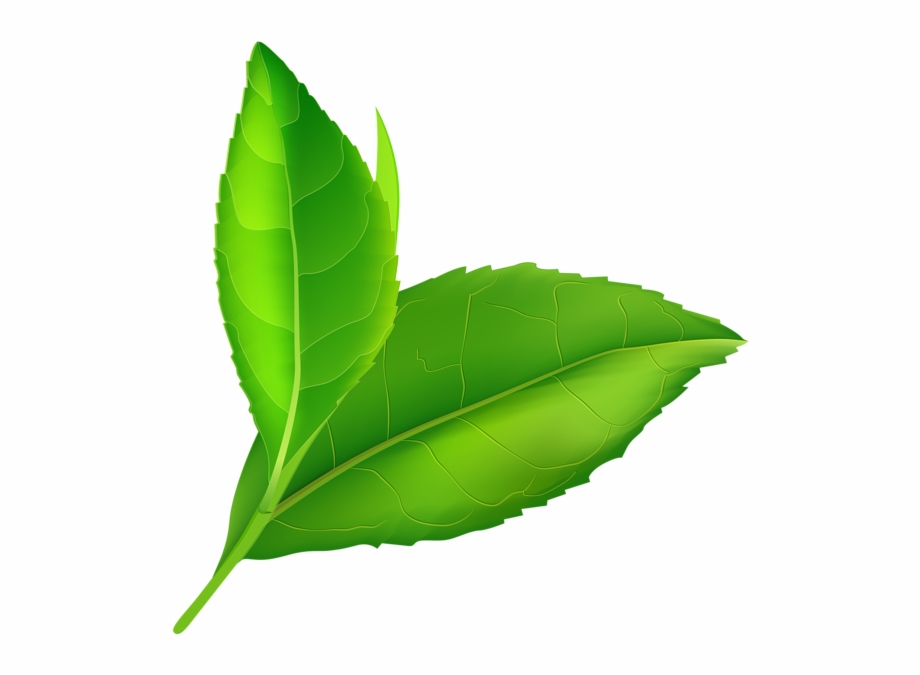 clipart leaves real leaf