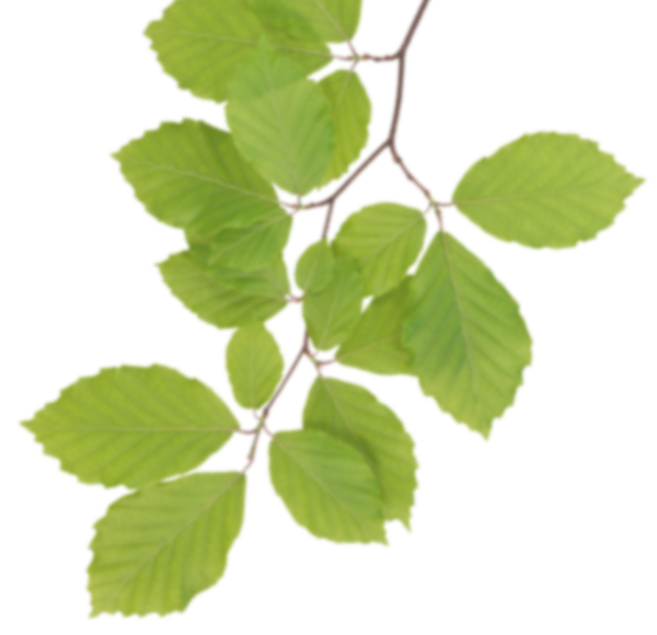  collection of high. Leaves clipart real leaf