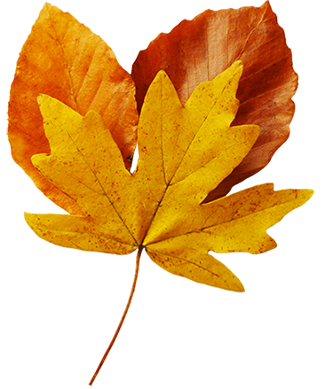 Leaves clipart real leaf. Fall clip art beautiful