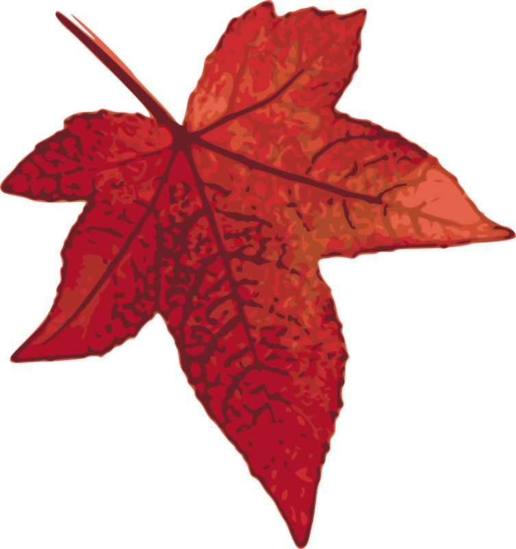 Clipart leaves red fall leaf. Maple medium image png