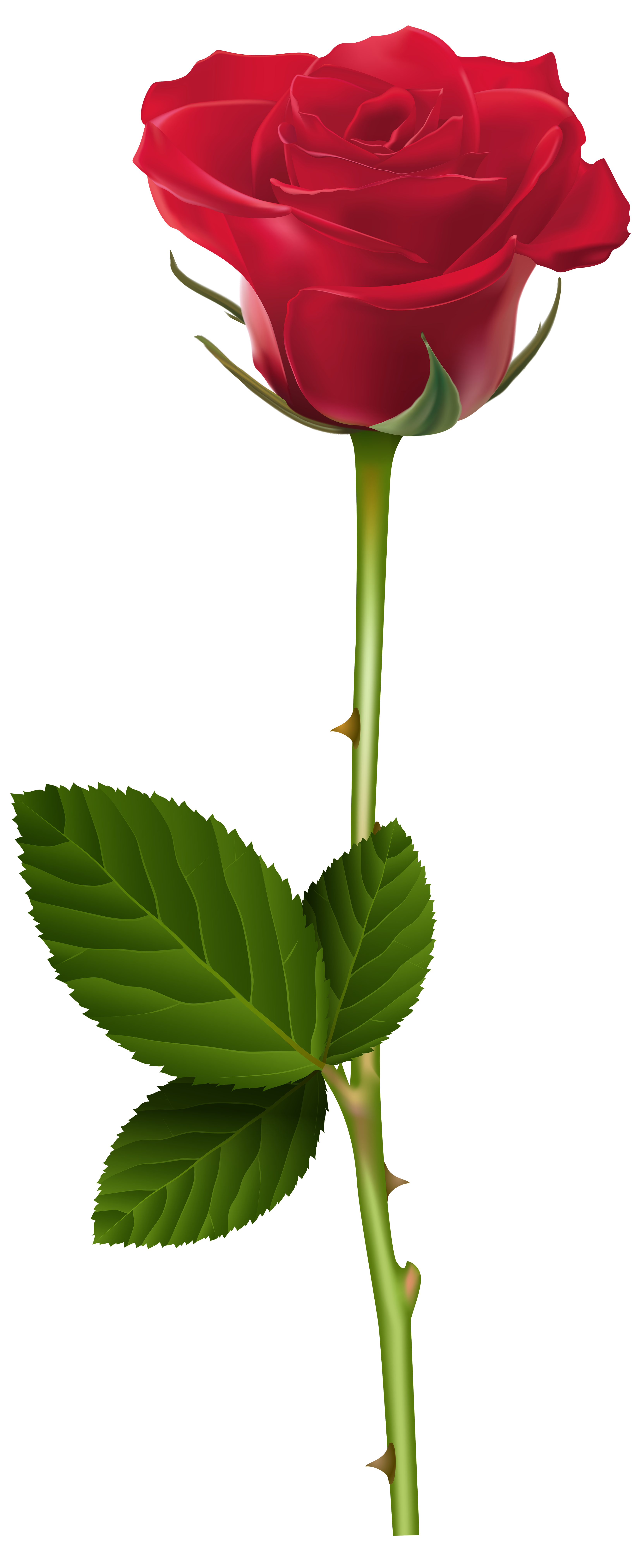 Fern clipart wheat plant. Red rose png transparent