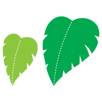 rainforest clipart leaf