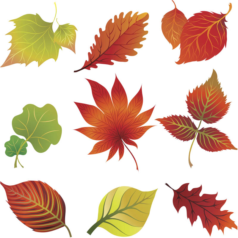 leaves clipart season