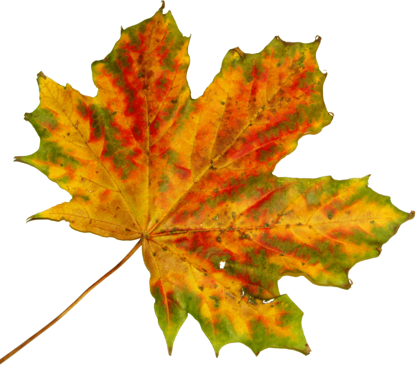 September maple tree leaf