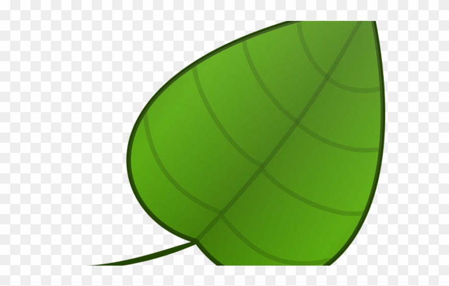 leaves clipart single green leave
