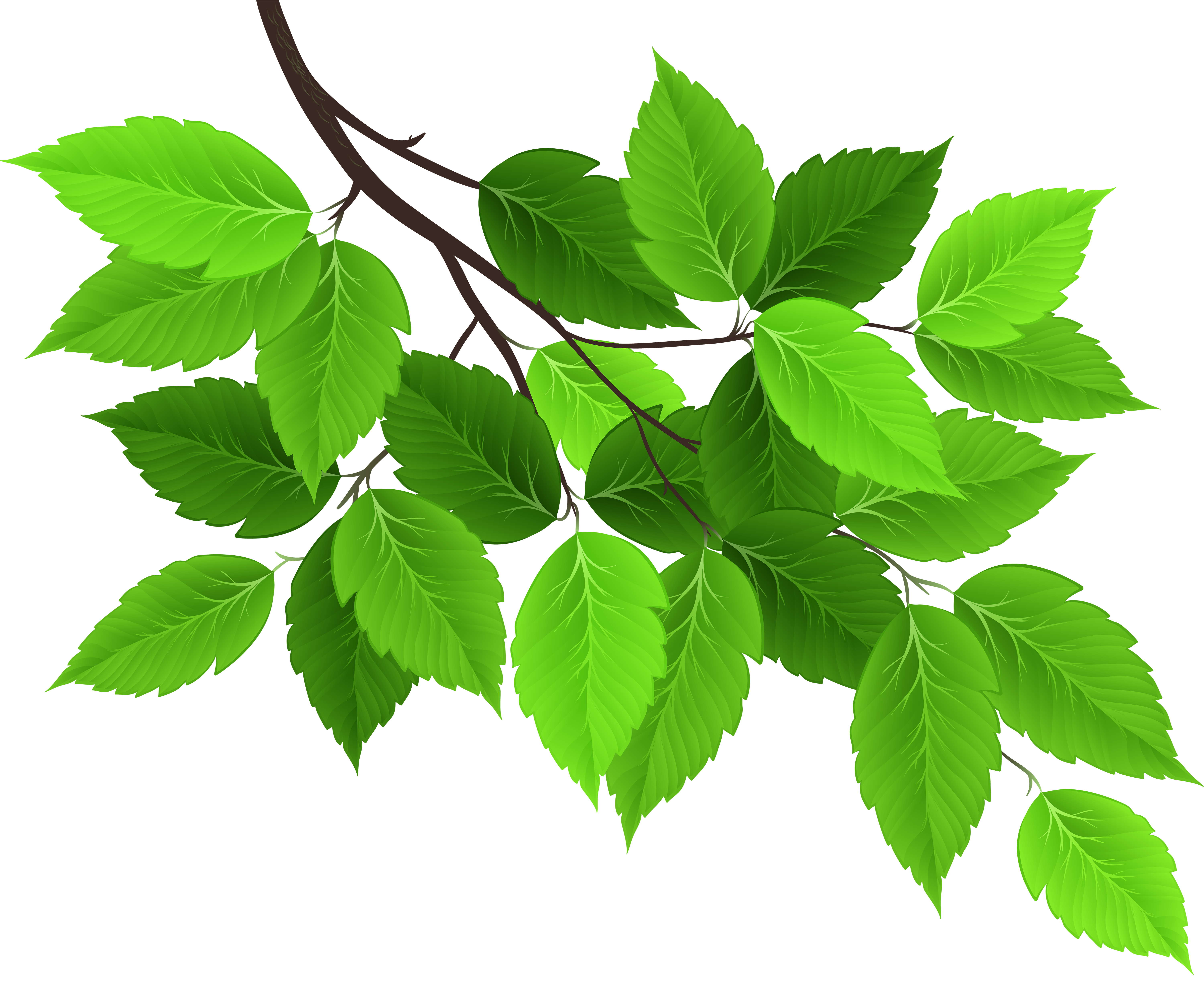 leaves clipart branch