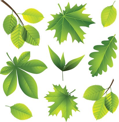 clipart leaves summer