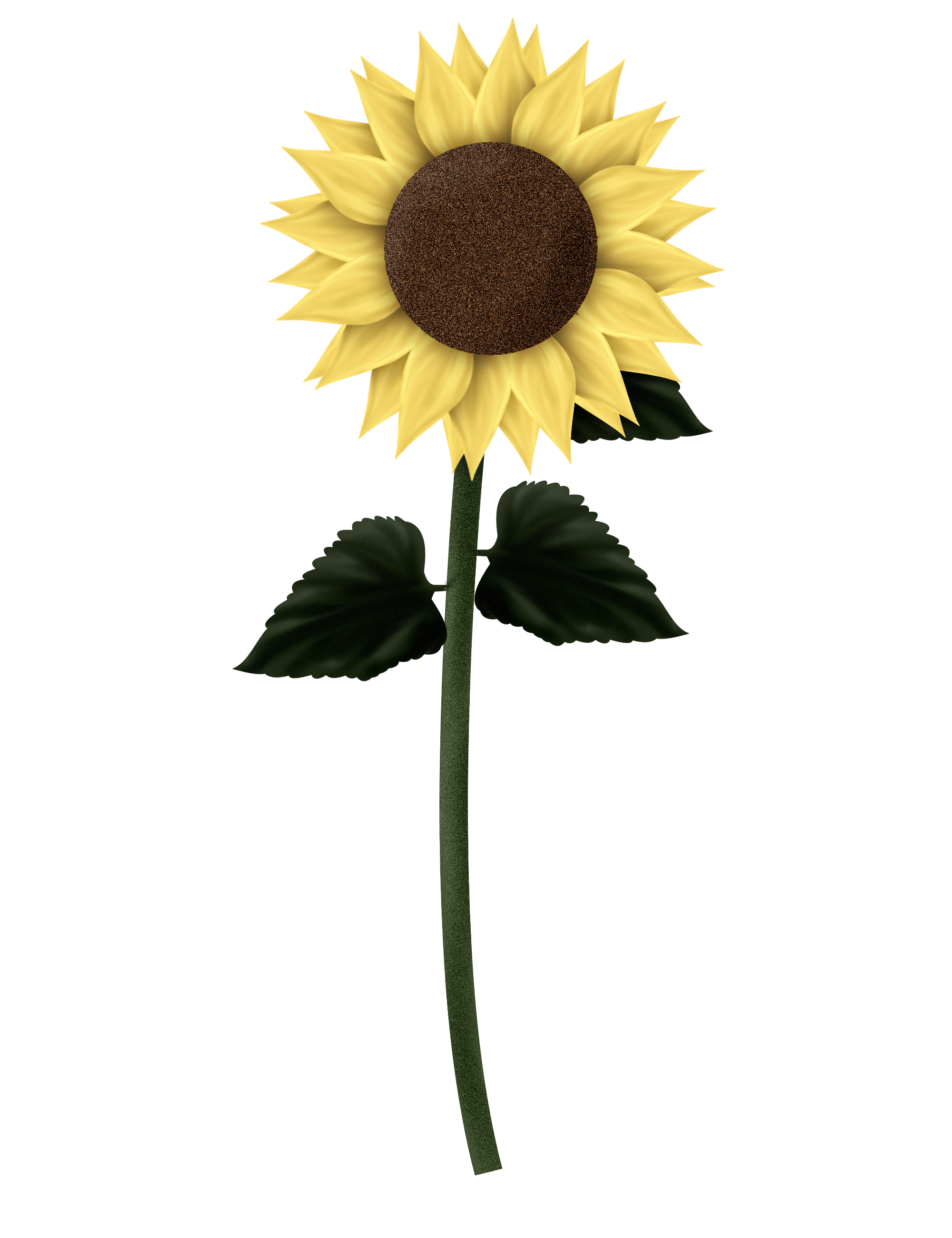 Leaves clipart sunflower. Sunflowers png transparent images
