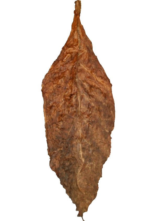 Leaves tobacco leaf